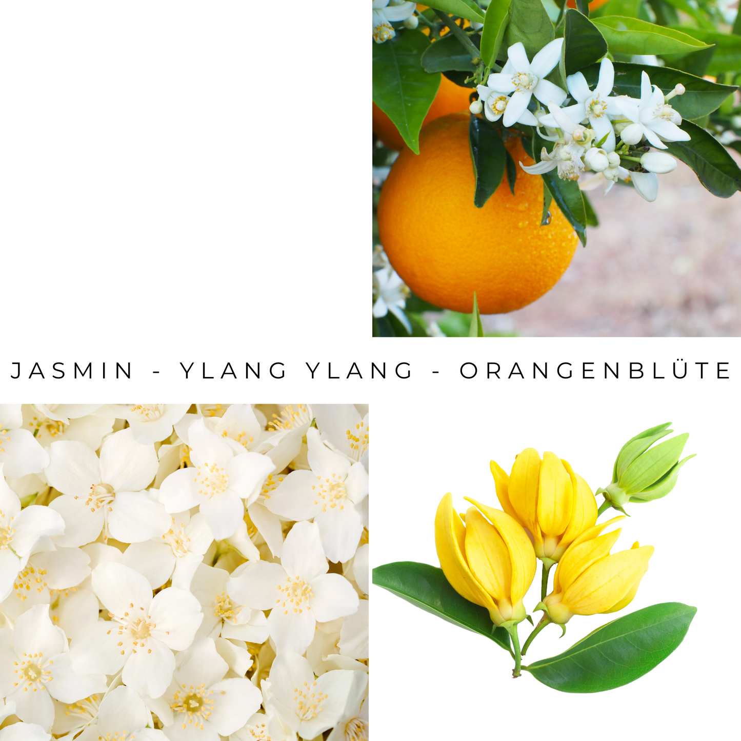 Set Dune - Diffuser and Scented Wax Melts